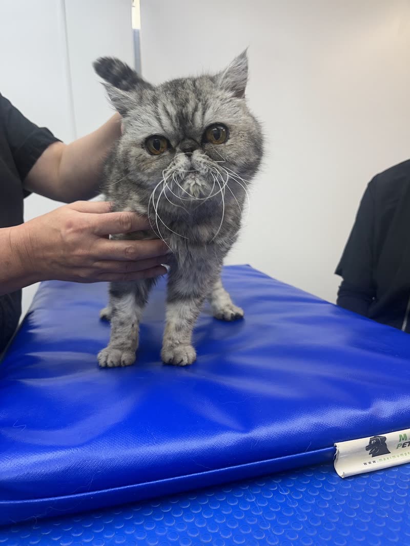 A flat-faced grey tabby cat standing on the blue grooming table at Dainty Dogs, held steady by the groomer's hands