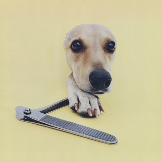 A dog's paw beside a pair of nail clippers on a pale yellow backdrop